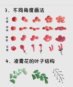 工笔画花卉,技法要点,创作心得 工笔画花卉,技法要点,创作心得