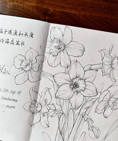 花卉速写图片,捕捉瞬间灵感,提升绘画技巧 花卉速写图片,捕捉瞬间灵感,提升绘画技巧