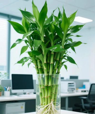 风水养花,提升家居氛围,带来好运与生机 风水养花,提升家居氛围,带来好运与生机