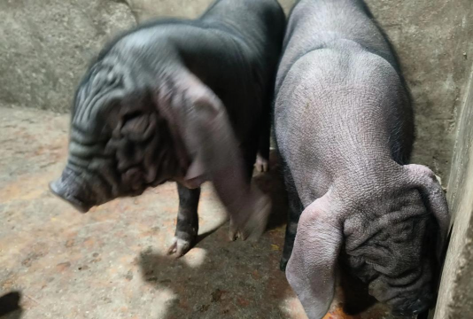 太湖猪养殖,掌握关键技巧,提升养殖效益 太湖猪养殖,掌握关键技巧,提升养殖效益