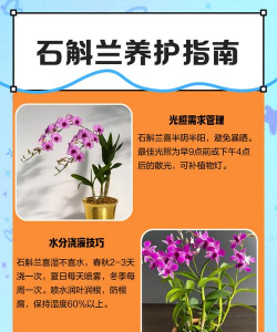 怎样养殖石斛,掌握关键技巧,轻松养活它 怎样养殖石斛,掌握关键技巧,轻松养活它