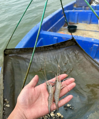 罗氏虾养殖方法,掌握关键技巧,实现高效养殖 罗氏虾养殖方法,掌握关键技巧,实现高效养殖