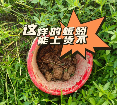 蚯蚓养殖加盟,投资成本低,市场前景好 蚯蚓养殖加盟,投资成本低,市场前景好