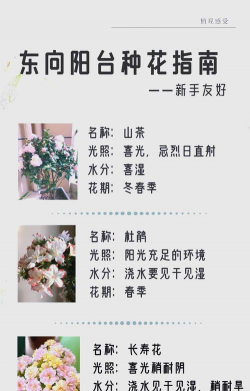 花卉排行榜,热门品种推荐,新手养花指南 花卉排行榜,热门品种推荐,新手养花指南