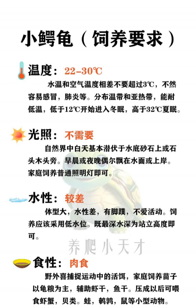 鳄鱼龟养殖视频,新手入门指南,常见问题解答 鳄鱼龟养殖视频,新手入门指南,常见问题解答