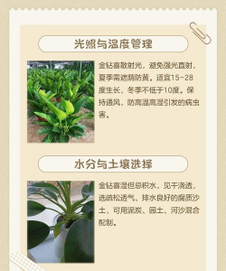 养花很赚钱,掌握关键技巧,实现稳定收益 养花很赚钱,掌握关键技巧,实现稳定收益