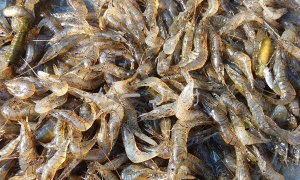 河虾怎么养殖,掌握关键步骤,实现稳定收益 河虾怎么养殖,掌握关键步骤,实现稳定收益