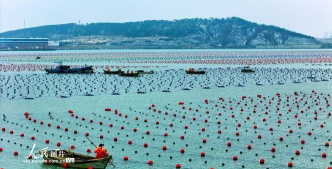 筏式养殖,提升水产效率,优化养殖管理 筏式养殖,提升水产效率,优化养殖管理