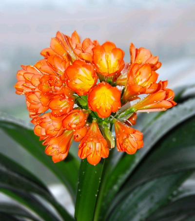 花卉如意,寓意美好,养护简单 花卉如意,寓意美好,养护简单