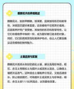 麒麟花卉,养护要点,新手也能轻松上手 麒麟花卉,养护要点,新手也能轻松上手