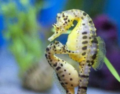 海马养殖技术,掌握关键要点,实现高效养殖 海马养殖技术,掌握关键要点,实现高效养殖