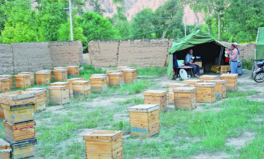 黄蜂养殖技术,掌握关键步骤,实现高效养殖 黄蜂养殖技术,掌握关键步骤,实现高效养殖