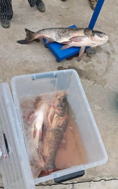 养花鲢鱼,掌握关键技巧,轻松收获肥美 养花鲢鱼,掌握关键技巧,轻松收获肥美