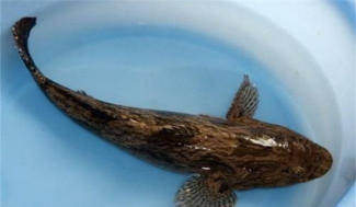 笋壳鱼养殖视频,新手入门指南,常见问题解答 笋壳鱼养殖视频,新手入门指南,常见问题解答