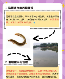 泥鳅怎么养殖方法,掌握关键技巧,实现高效养殖 泥鳅怎么养殖方法,掌握关键技巧,实现高效养殖