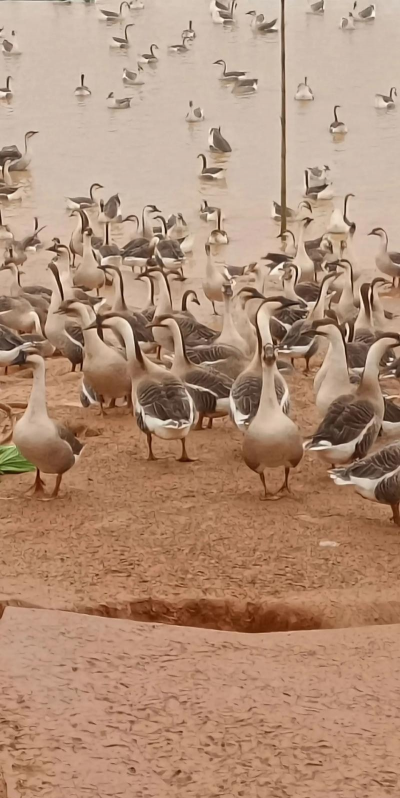 大雁养殖技术,掌握关键要点,实现高效养殖 大雁养殖技术,掌握关键要点,实现高效养殖