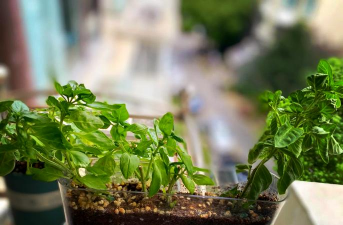 罗勒养殖,轻松上手,家庭种植小技巧 罗勒养殖,轻松上手,家庭种植小技巧