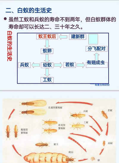 养花与蚂蚁,常见问题,解决思路 养花与蚂蚁,常见问题,解决思路