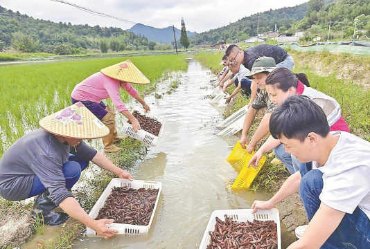 水稻养殖小龙虾,实现生态双赢,掌握关键要点 水稻养殖小龙虾,实现生态双赢,掌握关键要点