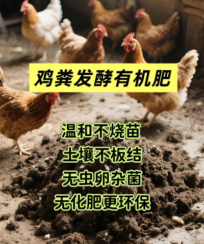养花鸡粪好还是羊粪好,两种肥料对比,帮你轻松选择 养花鸡粪好还是羊粪好,两种肥料对比,帮你轻松选择