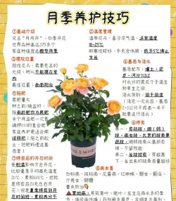 养花pdf,获取实用指南,提升养护技巧 养花pdf,获取实用指南,提升养护技巧