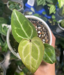 花卉苗木市场,选购技巧,新手避坑指南 花卉苗木市场,选购技巧,新手避坑指南