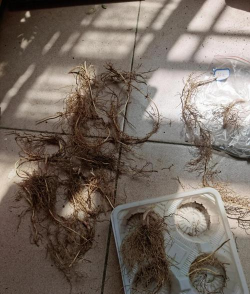 铃兰的养殖方法,掌握关键技巧,轻松养出繁花 铃兰的养殖方法,掌握关键技巧,轻松养出繁花