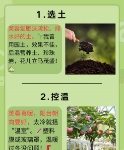 芙蓉花怎么养殖,掌握关键技巧,轻松养出繁花 芙蓉花怎么养殖,掌握关键技巧,轻松养出繁花