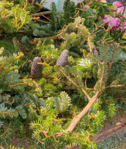 窗台花卉,美化家居,提升生活情趣 窗台花卉,美化家居,提升生活情趣