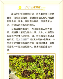 养花的问题,新手常遇麻烦,轻松解决指南 养花的问题,新手常遇麻烦,轻松解决指南