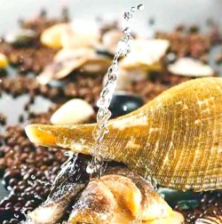 响螺养殖,掌握关键技巧,实现稳定收益 响螺养殖,掌握关键技巧,实现稳定收益