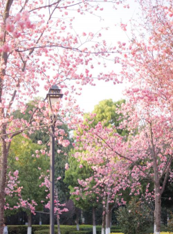 樱花,花期短暂,观赏价值高,适合庭院种植 樱花,花期短暂,观赏价值高,适合庭院种植
