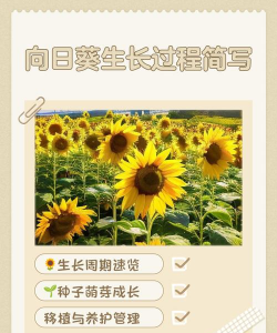 养花的启示,感受生活美好,收获心灵成长 养花的启示,感受生活美好,收获心灵成长