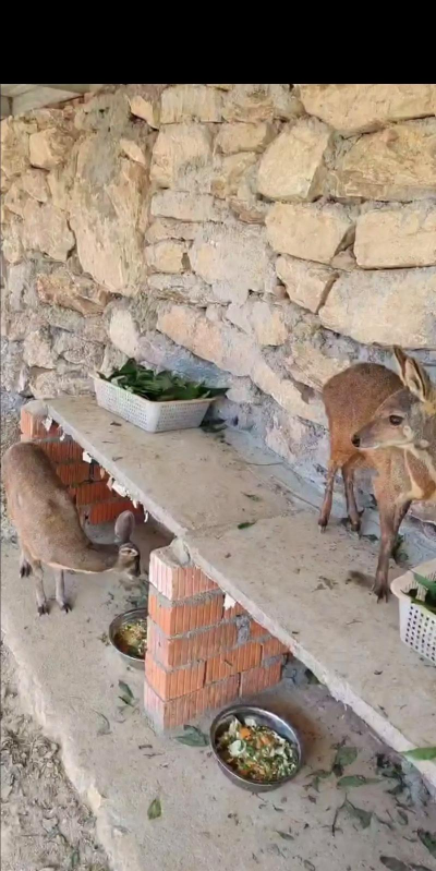 麝香鼠养殖基地,选址关键,管理要点 麝香鼠养殖基地,选址关键,管理要点
