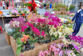 上海花卉市场,品种丰富多样,选购技巧分享 上海花卉市场,品种丰富多样,选购技巧分享