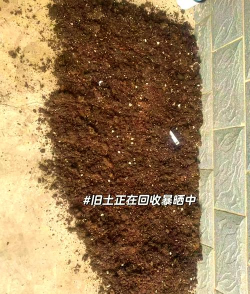 养花的土哪里挖最好,选对地方,避开误区 养花的土哪里挖最好,选对地方,避开误区