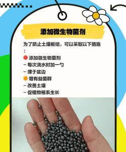 煤能养花,改善土壤,促进生长 煤能养花,改善土壤,促进生长