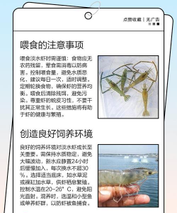 沼泽蓝虾养殖,掌握关键技巧,实现高效产出 沼泽蓝虾养殖,掌握关键技巧,实现高效产出