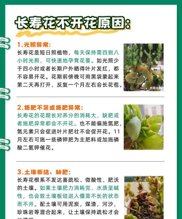 养花不活,原因在哪,如何解决 养花不活,原因在哪,如何解决