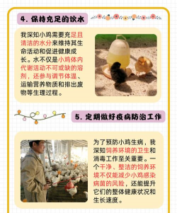 小鸡苗养殖技术,新手入门指南,轻松养好小鸡 小鸡苗养殖技术,新手入门指南,轻松养好小鸡