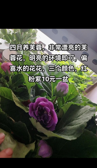 芙蓉花的养殖方法,掌握关键技巧,轻松养出繁花 芙蓉花的养殖方法,掌握关键技巧,轻松养出繁花