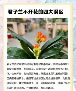 养花不开,原因在哪,如何解决 养花不开,原因在哪,如何解决