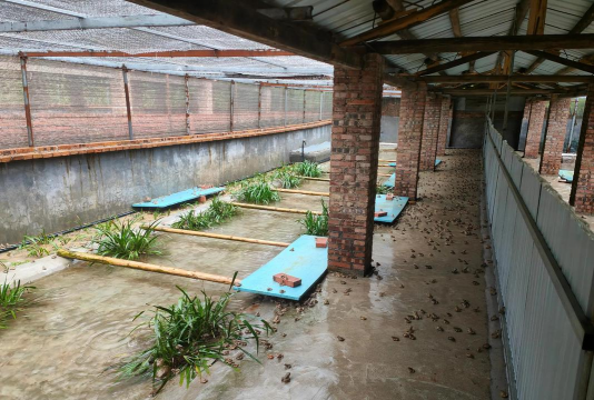 青蛙养殖培训,掌握核心技术,实现高效养殖 青蛙养殖培训,掌握核心技术,实现高效养殖