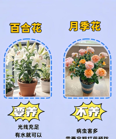 阳光养花场,花卉选购指南,新手避坑要点 阳光养花场,花卉选购指南,新手避坑要点