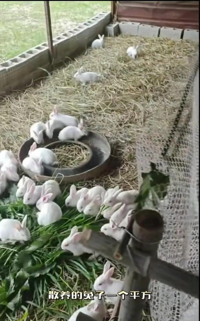 贵州肉兔养殖,掌握关键技巧,实现高效增收 贵州肉兔养殖,掌握关键技巧,实现高效增收
