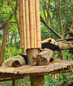 四川熊猫养殖基地,探访国宝家园,体验生态之旅 四川熊猫养殖基地,探访国宝家园,体验生态之旅