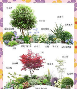 秋天的花卉,哪些品种好养,如何搭配更美 秋天的花卉,哪些品种好养,如何搭配更美