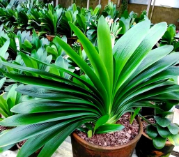 家养花草,轻松上手,打造绿色小天地 家养花草,轻松上手,打造绿色小天地