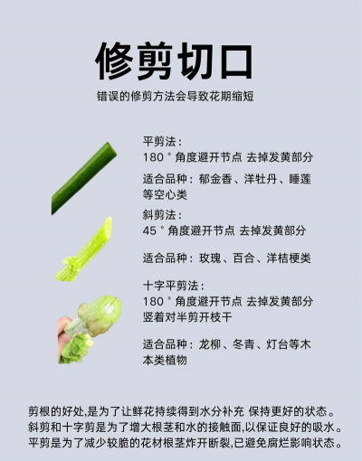 养花水臭了,原因是什么,怎么解决 养花水臭了,原因是什么,怎么解决