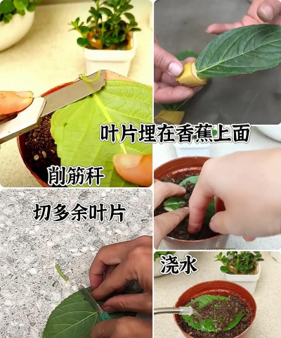 扦插花卉,轻松上手,快速繁殖 扦插花卉,轻松上手,快速繁殖